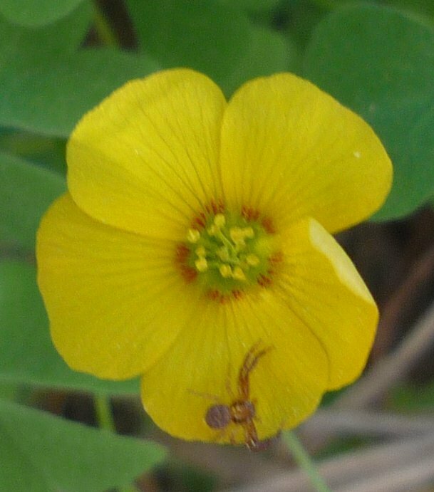 High Resolution Oxalis californica Flower